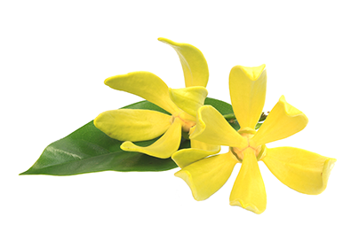 Ylang