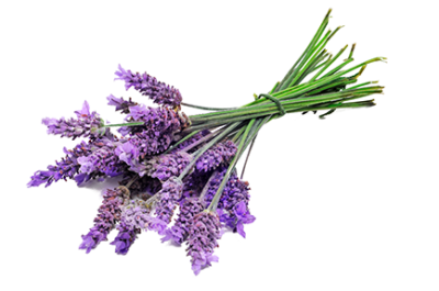 Lavanda